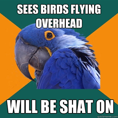 sees birds flying overhead  will be shat on  Paranoid Parrot