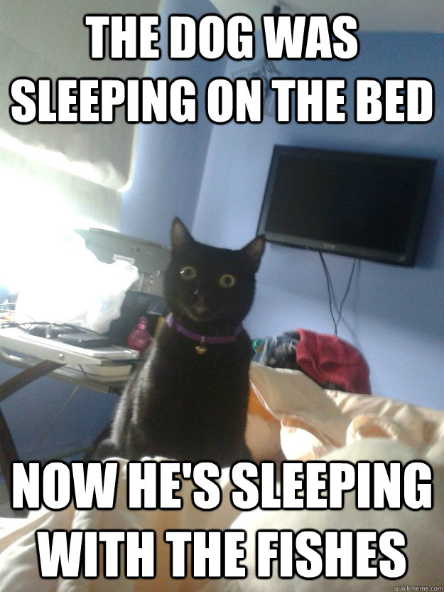 The dog was sleeping on the bed now he's sleeping with the fishes  overly attached cat