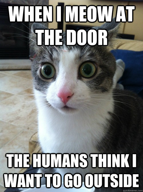 When I meow at the door the humans think I want to go outside  Sudden Clarity Cat