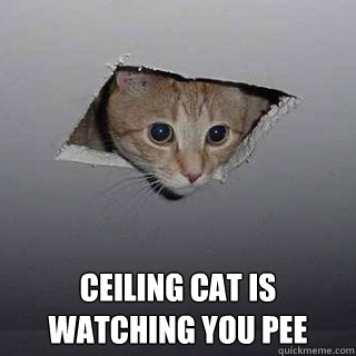  Ceiling cat is watching you pee  Ceiling Cat