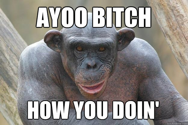 ayoo bitch  how you doin'  The Most Interesting Chimp In The World