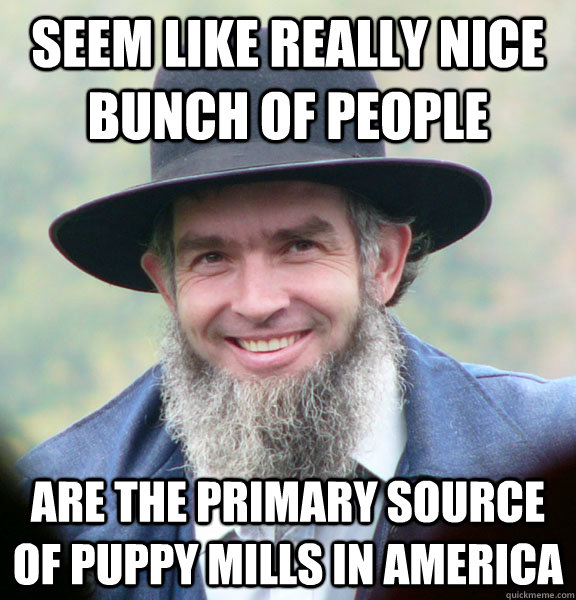 Seem like really nice bunch of people Are the primary source of puppy mills in america - Seem like really nice bunch of people Are the primary source of puppy mills in america  Good Guy Amish