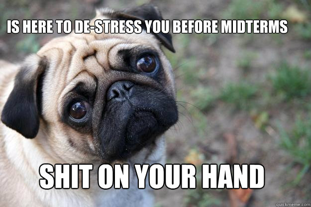 Is here to de-stress you before midterms shit on your hand  First World Dog problems