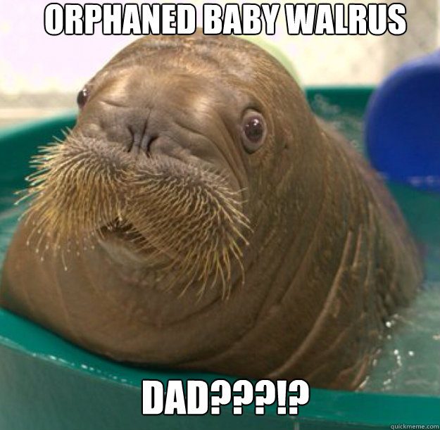 Orphaned baby walrus Dad???!?  Baby Walrus