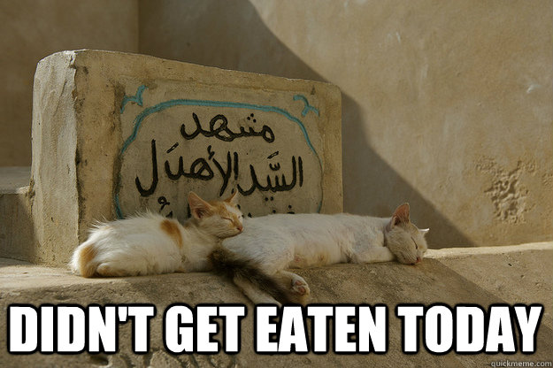  didn't get eaten today  