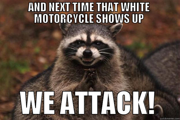 AND NEXT TIME THAT WHITE MOTORCYCLE SHOWS UP WE ATTACK! Evil Plotting Raccoon