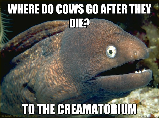 Where do Cows go after they die? To the creamatorium  Bad Joke Eel