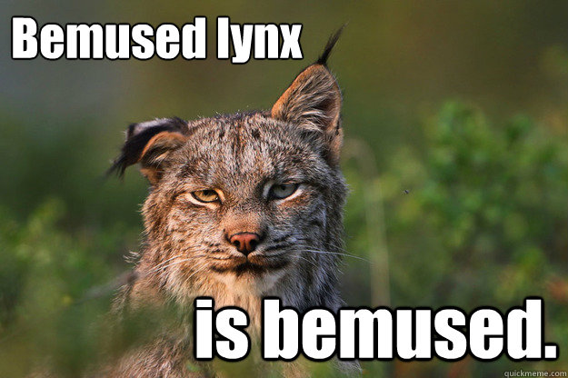 Bemused lynx is bemused.  Bemused Lynx