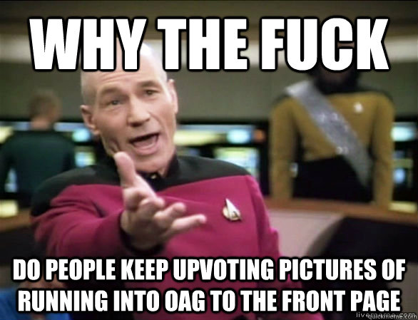 why the fuck DO people keep upvoting pictures of running into OAG to the front page  Annoyed Picard HD