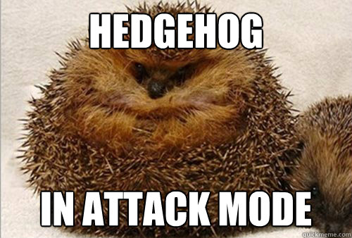 Hedgehog In attack mode - Hedgehog In attack mode  Attack