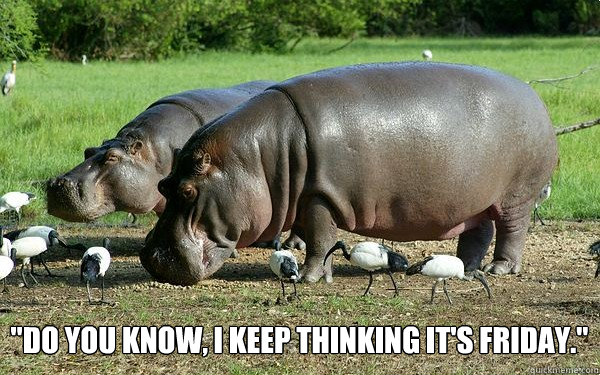 Time For Some Hippos! 15 Funny memes to make your Sunday better