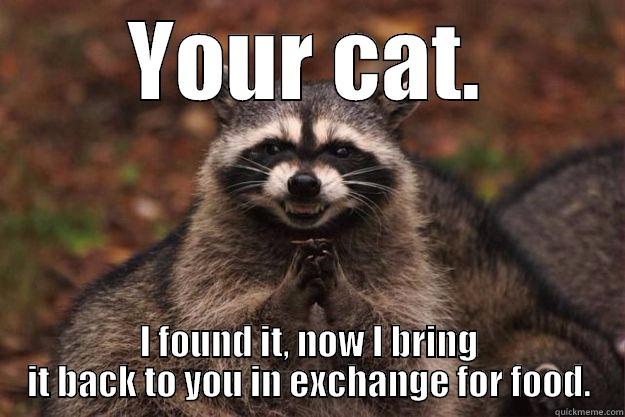 YOUR CAT. I FOUND IT, NOW I BRING IT BACK TO YOU IN EXCHANGE FOR FOOD. Evil Plotting Raccoon