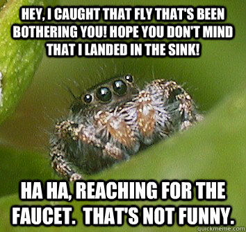 Hey, I caught that fly that's been bothering you! Hope you don't mind that I landed in the sink! Ha ha, reaching for the faucet.  That's not funny.  Misunderstood Spider