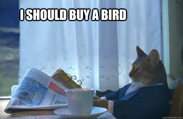I should buy a bird  Sophisticated Cat