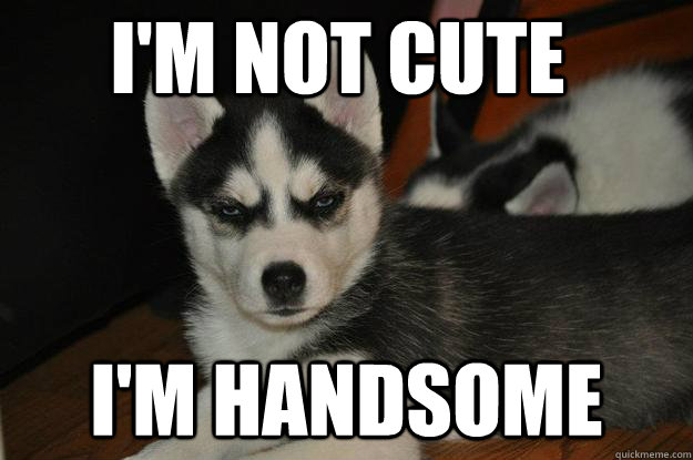 I'm not cute I'm Handsome - I'm not cute I'm Handsome  Hater Husky