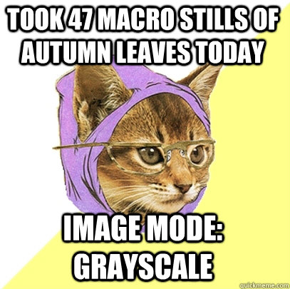 took 47 macro stills of autumn leaves today image Mode: Grayscale  Hipster Kitty