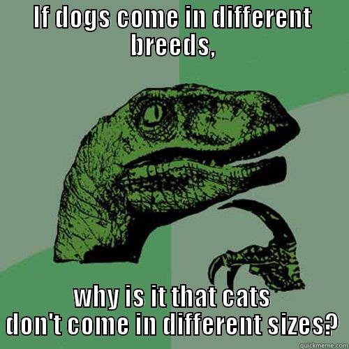 Cats on 4 size! - IF DOGS COME IN DIFFERENT BREEDS, WHY IS IT THAT CATS DON'T COME IN DIFFERENT SIZES? Philosoraptor