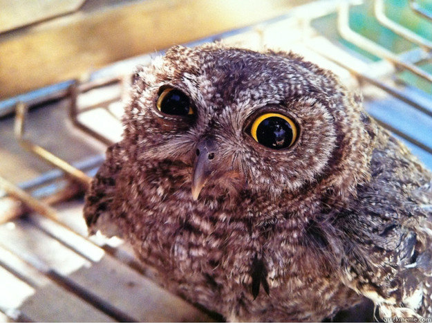    Skeptical Owl