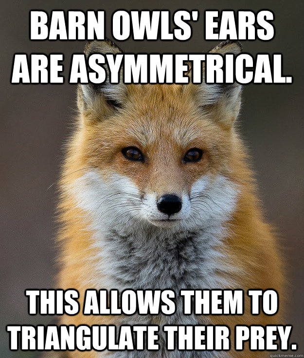 Barn Owls' ears are asymmetrical. This allows them to triangulate their prey.  Fun Fact Fox