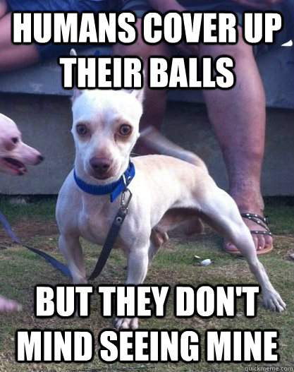 HUMANS COVER UP THEIR BALLS BUT THEY DON'T MIND SEEING MINE - HUMANS COVER UP THEIR BALLS BUT THEY DON'T MIND SEEING MINE  Sudden Clarity Dog