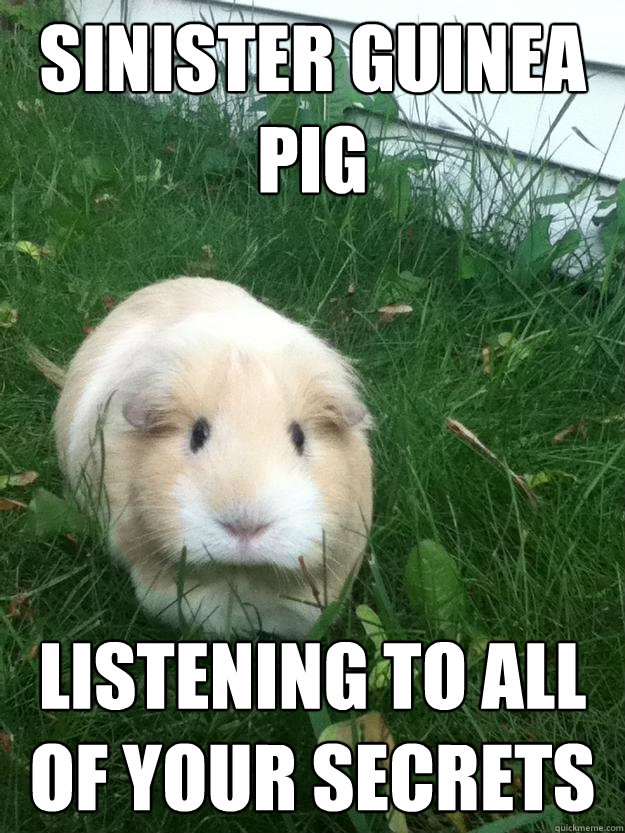 Sinister Guinea Pig Listening to all of your secrets  Sinister Guinea Pig