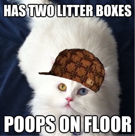 Has two litter boxes Poops on floor - Has two litter boxes Poops on floor  Misc