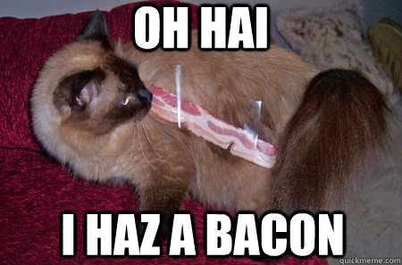 oh hai i haz a bacon  Bacon Cat