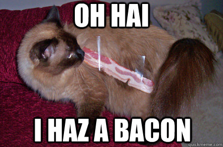 oh hai i haz a bacon  
