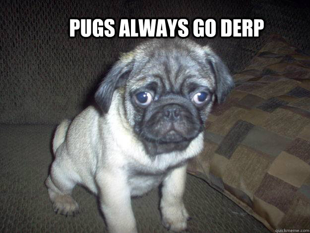 pugs always go derp   