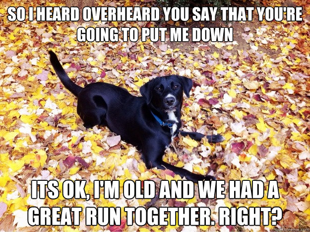 so i heard overheard you say that you're going to put me down its ok, i'm old and we had a great run together. right?  Guilt Giving Good Dog