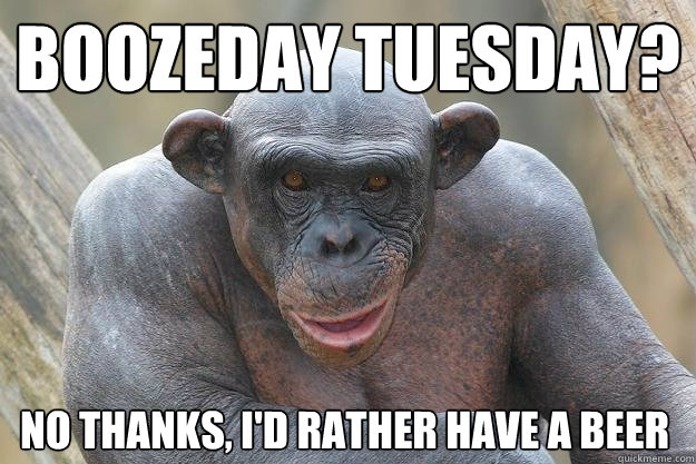 Boozeday Tuesday? no thanks, I'd rather have a beer  The Most Interesting Chimp In The World