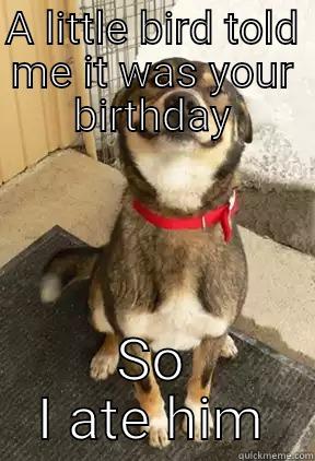 A LITTLE BIRD TOLD ME IT WAS YOUR BIRTHDAY SO I ATE HIM Good Dog Greg