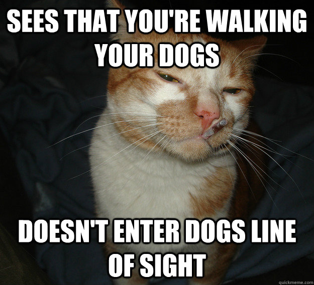 sees that you're walking your dogs doesn't enter dogs line of sight  Good Guy Cat