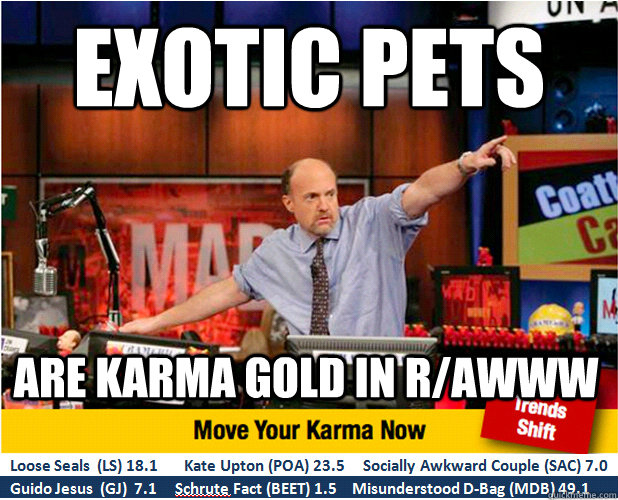 Exotic pets  are karma gold in r/awww  - Exotic pets  are karma gold in r/awww   Jim Kramer with updated ticker