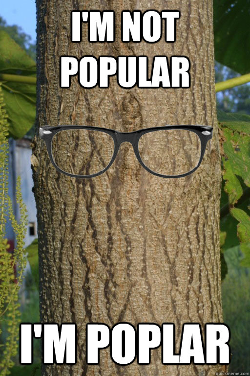 I'm not popular I'm poplar - I'm not popular I'm poplar  Hipster Tree