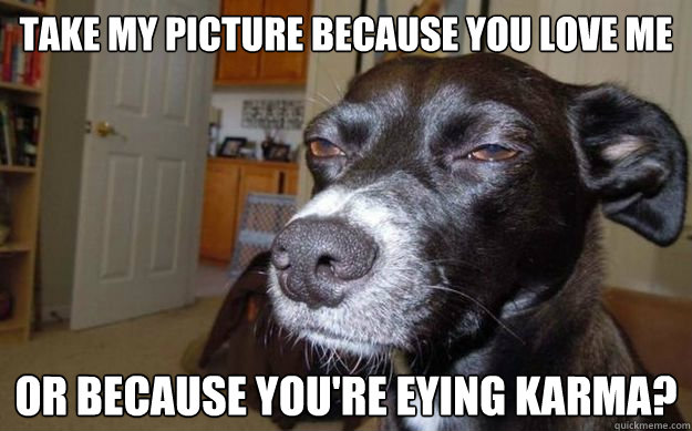 Take my picture because you love me or because you're eying karma? - Take my picture because you love me or because you're eying karma?  Skeptical Mutt