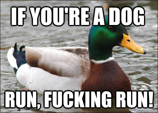 If you're a dog RUN, FUCKING RUN!  Actual Advice Mallard