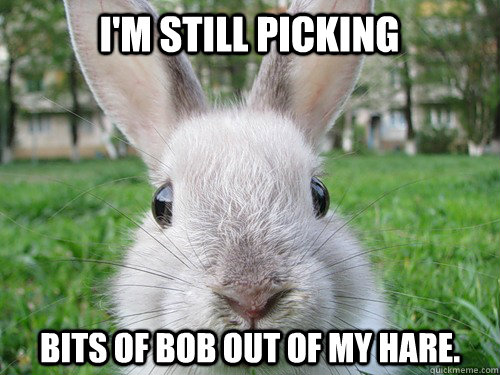 I'm still picking  bits of bob out of my hare.  Rabbit webcam