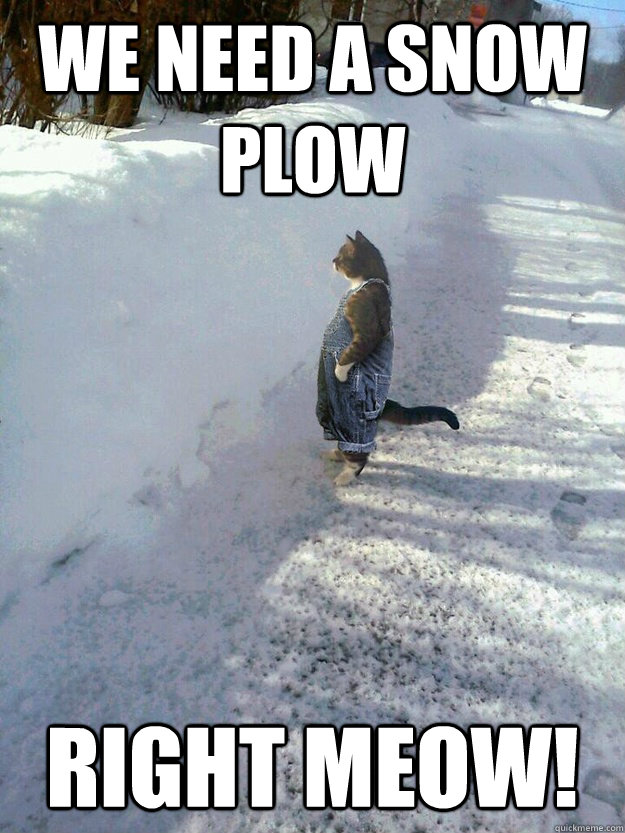 we need a snow plow right meow! - we need a snow plow right meow!  Misc