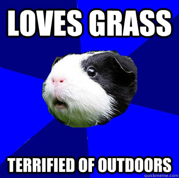 loves grass terrified of outdoors - loves grass terrified of outdoors  Jumpy Guinea Pig