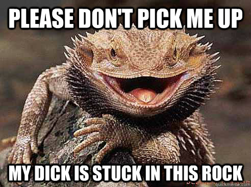 please don't pick me up my dick is stuck in this rock  BEARDED DRAGON