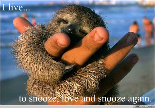 I live... to snooze, love and snooze again.  cute baby sloth