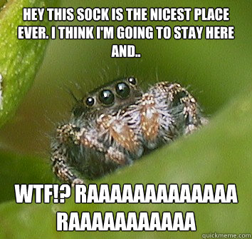 Hey this sock is the nicest place ever. I think i'm going to stay here and.. wtf!? raaaaaaaaaaaaa raaaaaaaaaaa  Misunderstood Spider