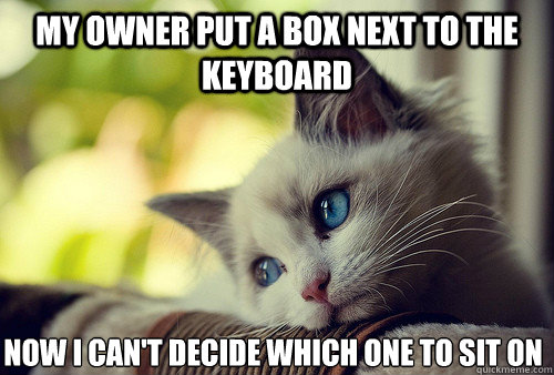my owner put a box next to the keyboard now I can't decide which one to sit on  First World Problems Cat