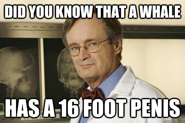 Did you know that a whale has a 16 foot penis  Fun Fact Advice Mallard
