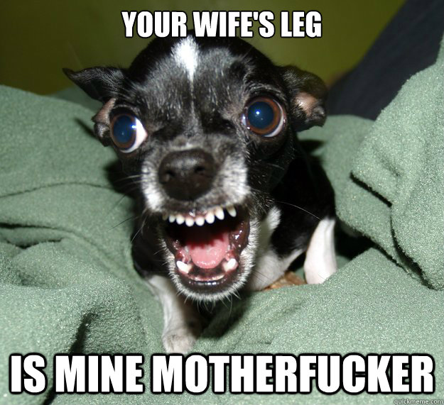 your wife's leg IS MINE motherfucker  Chihuahua Logic