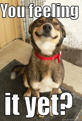 YOU FEELING  IT YET? Good Dog Greg