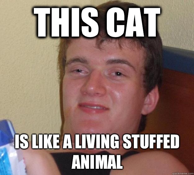 This cat Is like a living stuffed animal  10 Guy