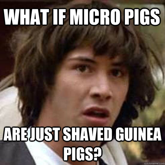 what if micro pigs are just shaved guinea pigs?  conspiracy keanu