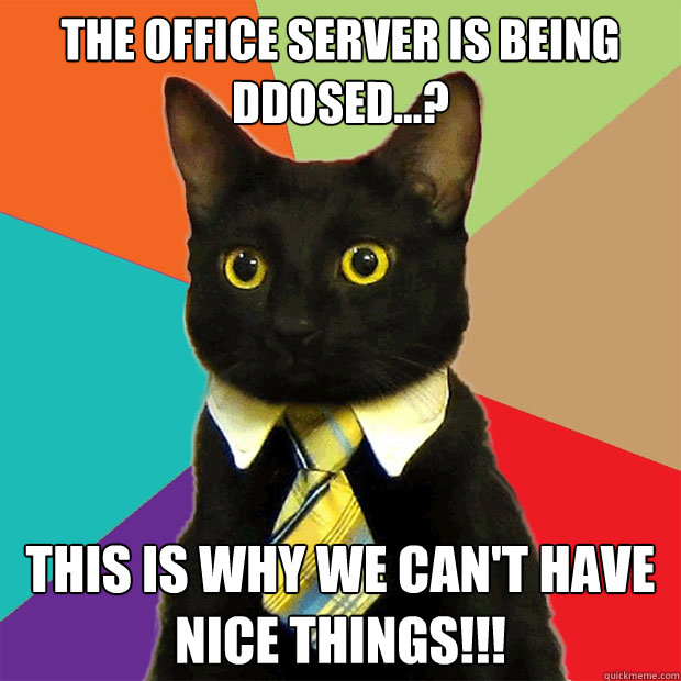The office server is being DDOsed...? THIS IS WHY WE CAN'T HAVE NICE THINGS!!!  Business Cat